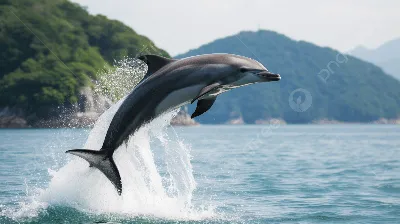 Китайский дельфин | Пикабу