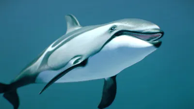Белобокий дельфин — Приморский Океанариум