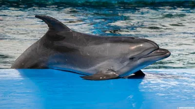 В «Дельфа-центре» рассказали как вести себя, если рядом плавает дельфин |  ОБЩЕСТВО | АиФ Краснодар
