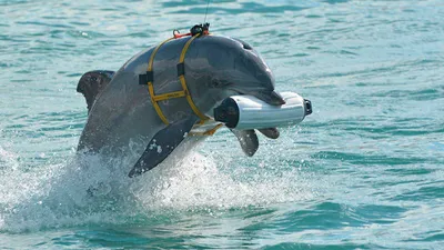 В первые дни 2023 года в Крыму нашли 14 выброшенных на берег дельфинов | ИА  Красная Весна