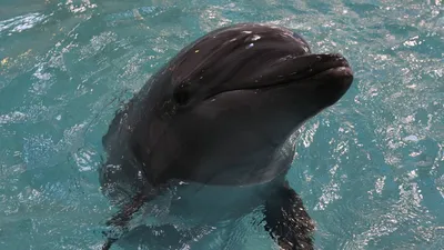 Дельфин - фото запаса стоковое фото. изображение насчитывающей сторона -  53298742