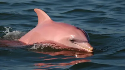 Дельфины Черного моря – интересные факты и уникальные способности