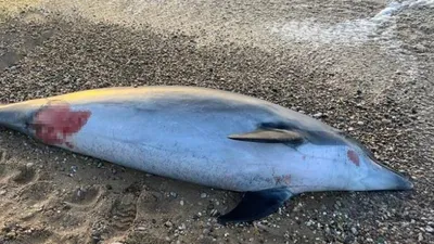 Выбросившийся на берег в Приморье дельфин оказался редким ремнезубом