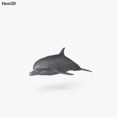 Раскраска дельфин для детей распечатать бесплатно | Раскраски, Дельфины,  Рисунки