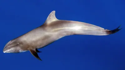 Бесклювый дельфин — Википедия