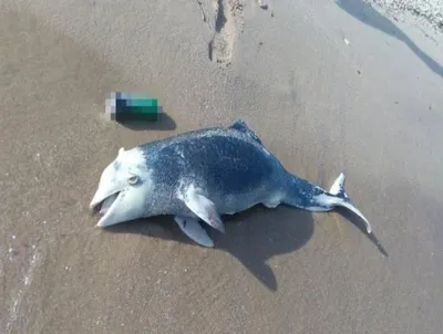 Мертвого дельфина нашли на берегу в Севастополе — 14.11.2022 — В мире на  РЕН ТВ