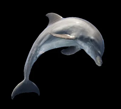 Дельфин Шанеак - 65 фото