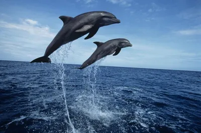 Пансионат «Дельфин» | Отдых и лечение в Сочи