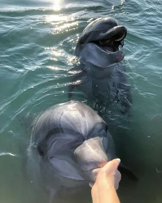 Встреча с дельфинами в Сочи • Аренда яхты Сочи: прокат парусных и vip яхт  под ключ без посредников