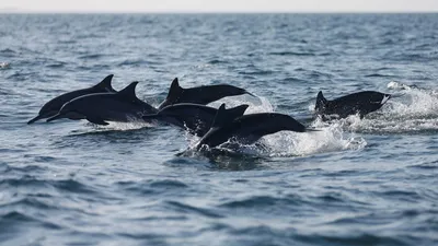 Отель Каро Анапа - 🐬 Дельфины - удивительные жители Черного моря! И нам  очень повезло, что мы можем наблюдать за ними в условиях дикой природы, и  при этом, находясь на отдыхе 😉😅