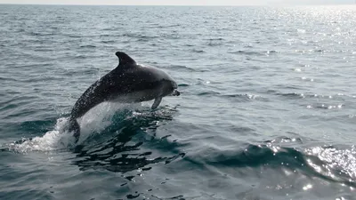 Дельфины Черного моря: где их можно увидеть и как им помочь (фото) — УСІ  Online