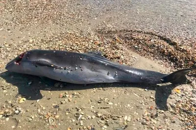 Массовая гибель дельфинов в Черном море: что вообще происходит? | Юга.ру