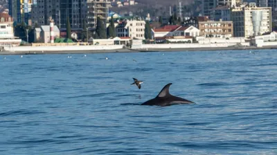 Дельфины в Сочи в море на яхте - прогулка к дельфинам с купанием