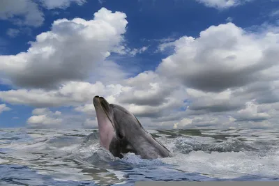 Начинается наблюдение за дельфинами в Черном море - Общество
