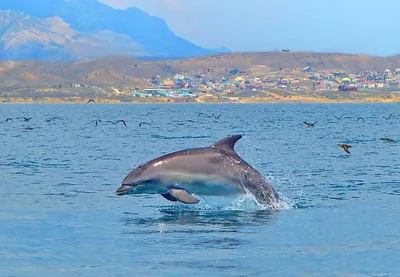 В Черном море гибнут дельфины. Кто виноват?