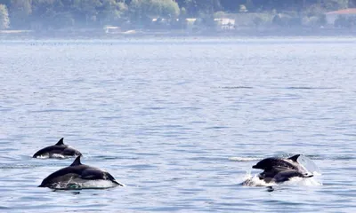 В Черном море из-за войск РФ погибли тысячи дельфинов, — эколог (фото)