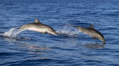 На берег Черного моря выбросились 127 дельфинов, среди которых беременные  самки - KP.RU