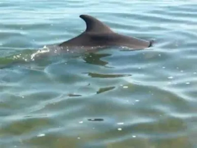 В 2020 году число выбросов дельфинов Черного моря выросло более чем в 1,5  раза - Кубанские новости