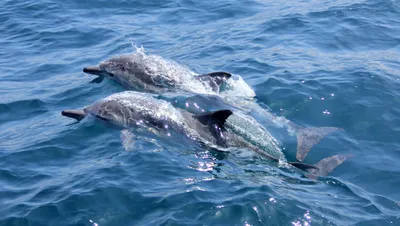 Новость: В акватории Черного моря гибнут дельфины