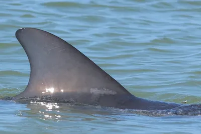 Агрессия России привела к гибели в Черном море десятков тысяч дельфинов -  Телеграф