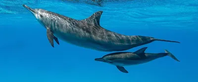 В Азовском море ожидают появления черноморских дельфинов - «Экология России»