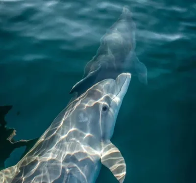 Иван Русев: 50 тысяч дельфинов погибли в Черном море - интервью