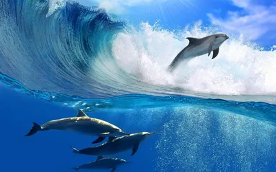 Дельфины фото на рабочий стол 73 фото