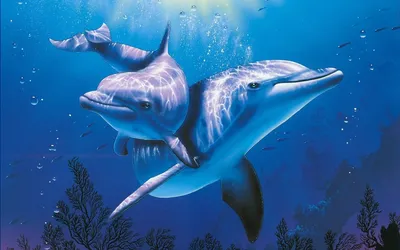 Скачать обои Подводный мир Christian Riese Lassen, косатки, дельфины на рабочий  стол 1152x864
