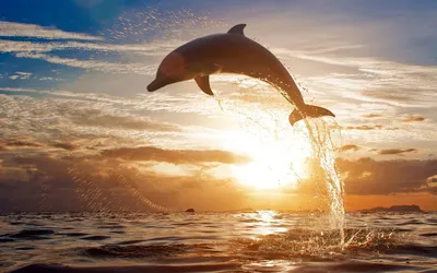 Дельфин с детенышем в голубой воде - обои на рабочий стол