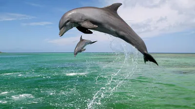 Обои на рабочий стол дельфины - 65 фото