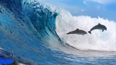Скачать обои Подводный мир Adrian Chesterman, дельфины на рассвете на рабочий  стол 1280x1024
