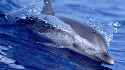 Скачать обои Прыгающие дельфины на рабочий стол из раздела картинок Рыбы