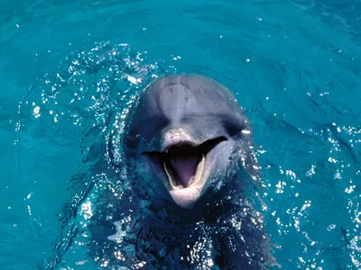 Скачать обои Подводный мир Adrian Chesterman, море, дельфины, Карибские  острова на рабочий стол 1280x1024