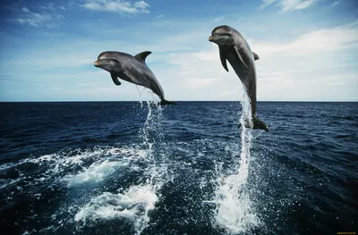 Нежная пара дельфинов в море - обои на рабочий стол