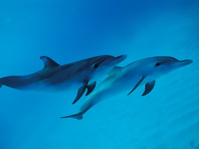Картинки дельфины на море на рабочий стол (64 фото) » Картинки и статусы  про окружающий мир вокруг