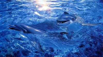 Обои на рабочий стол Улыбающийся дельфин и черепаха в подводном мире среди  рыб, обои для рабочего стола, скачать обои, обои бесплатно