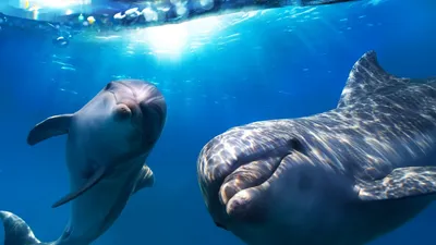 Обои дельфин, вода, плавать, голова картинки на рабочий стол, фото скачать  бесплатно