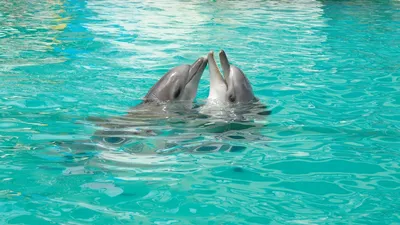 Влюбленные дельфины в открытой воде - обои на рабочий стол