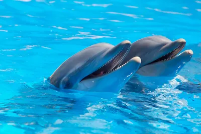 Скачать обои и картинки дельфины, плавники, улыбка, глаза, взгляд, вода,  свет для рабочего стола в разрешении 2560x1440