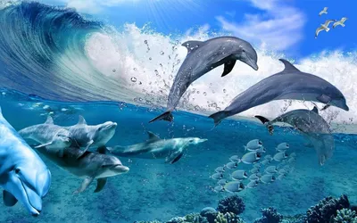 Обои подводный мир, дельфины на рабочий стол