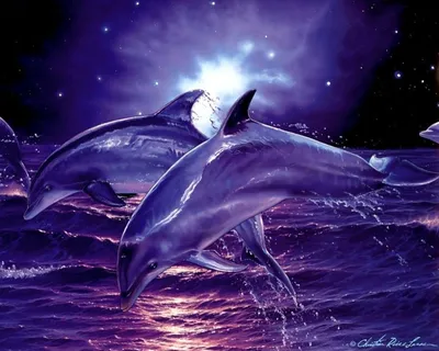 Скачать обои Подводный мир Christian Riese Lassen, дельфины, тропический  остров на рабочий стол 1280x1024