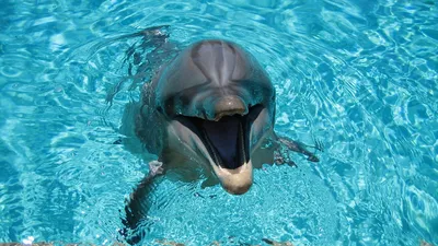 Картинка Дельфины Море животное 1920x1080