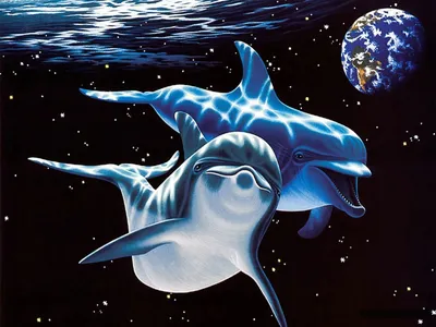 Обои для рабочего Блог Dolphin, дельфин, морские млекопитающие,  млекопитающие, животные png | PNGWing