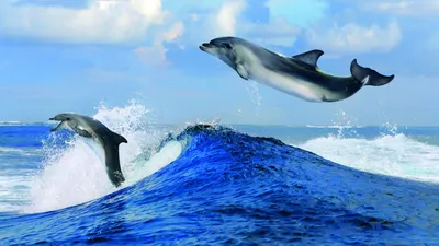 Скачать обои Подводный мир Adrian Chesterman, море, дельфины, рыбы, кораллы  на рабочий стол 1280x1024