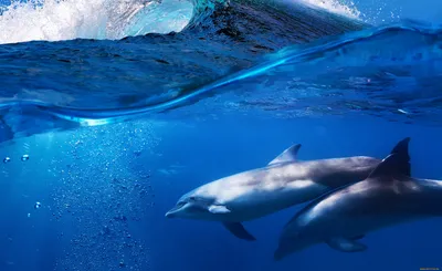 Обои для рабочего стола Дельфины Подводный мир животное Рисованные