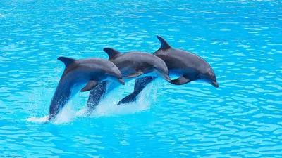 Дельфины фото на рабочий стол фото