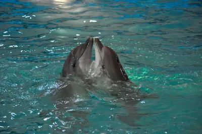 Скачать обои Подводный мир Robert Wyland, дельфины, путешественники океана  на рабочий стол 1600x1200