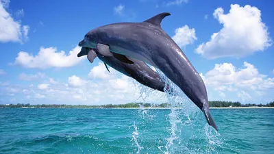 Картинки Дельфины Подводный мир животное 1920x1080