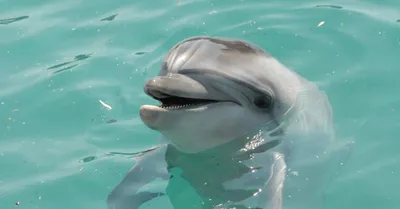 На побережье Севастополя выбросило труп дельфина, похожего на Зою | ForPost