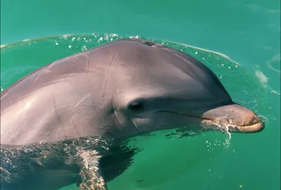 Переполох на пляже: в Адлере два дельфина выбросились на берег